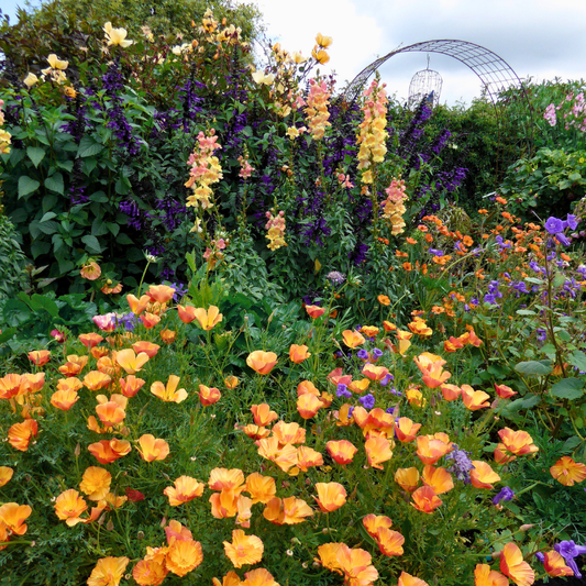 Orange California poppies and tall purple, peach and yellow flowers filling a lush garden