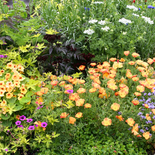 Orange California poppies, white lace flowers and other blooms mingling in a mixed garden