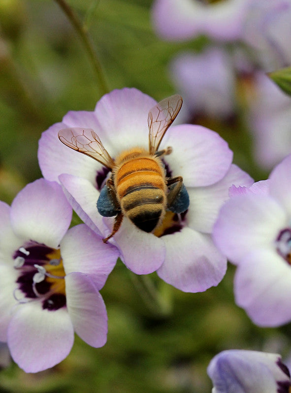 Gilia