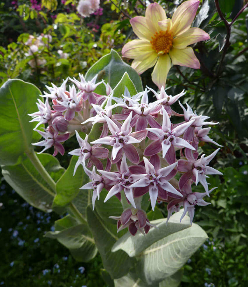 Asclepias - Milkweed
