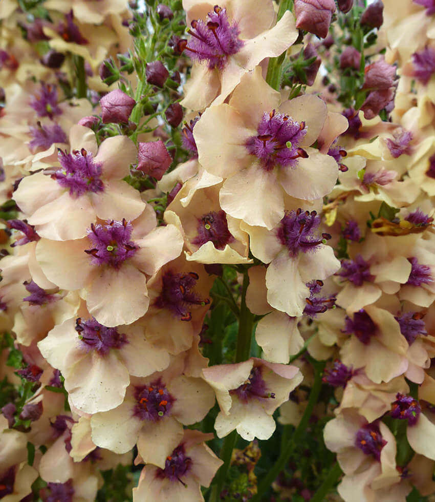Verbascum - Mullein
