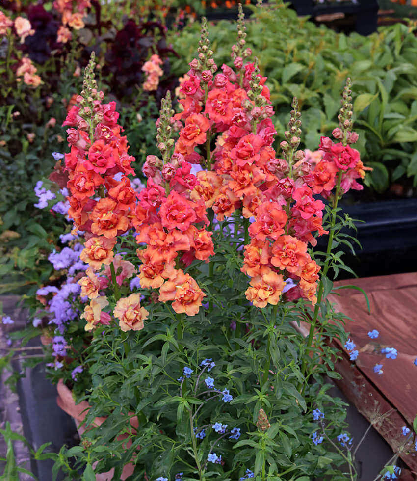 Antirrhinum - Snapdragon