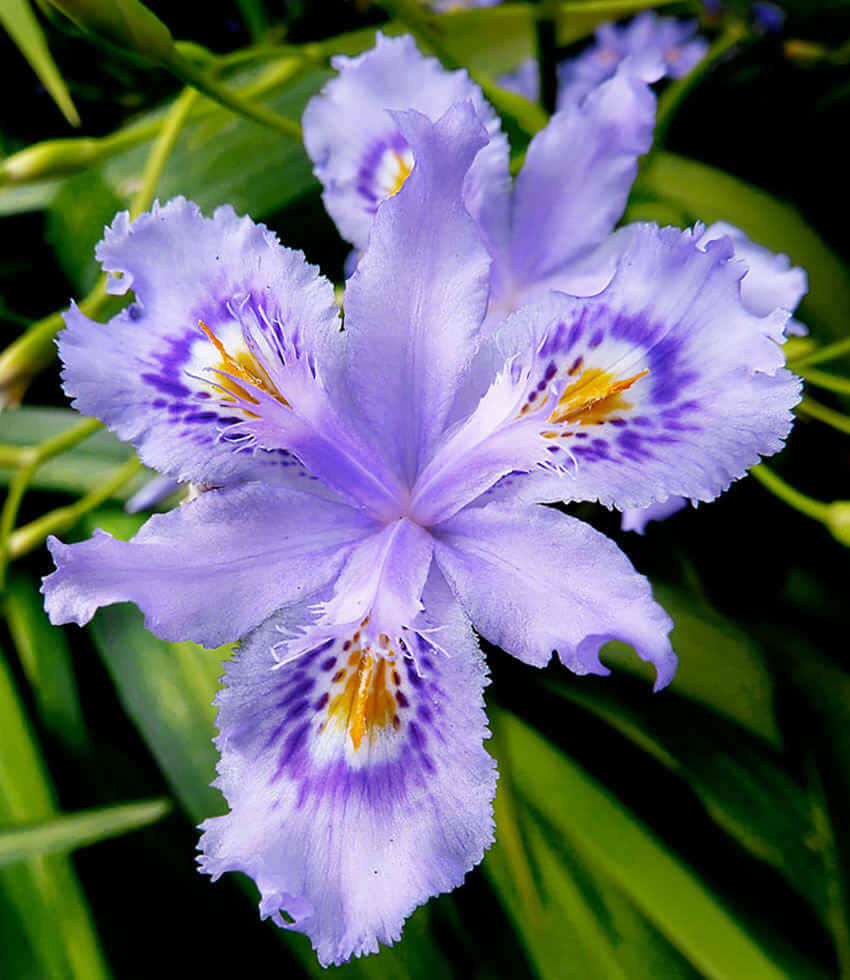 Iris