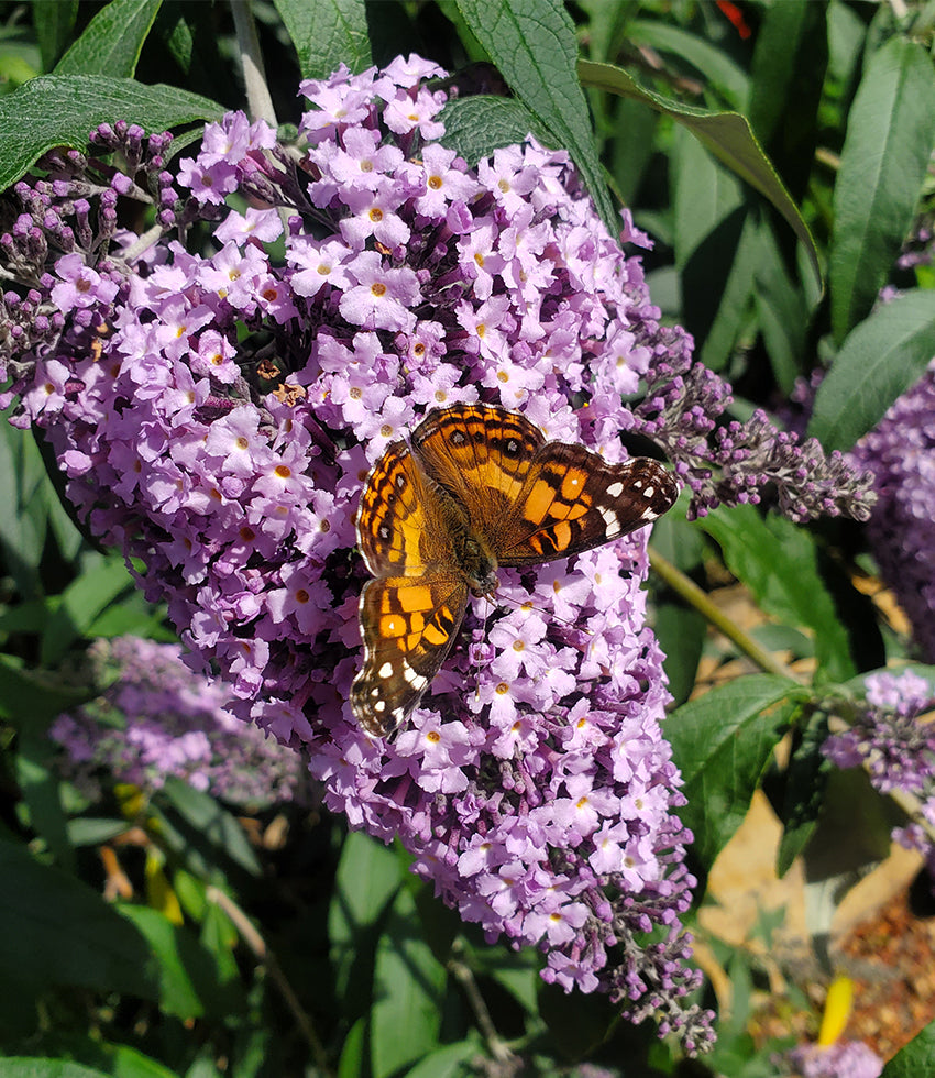 Buddleja - Butterfly Bush – Annie's Annuals & Perennials