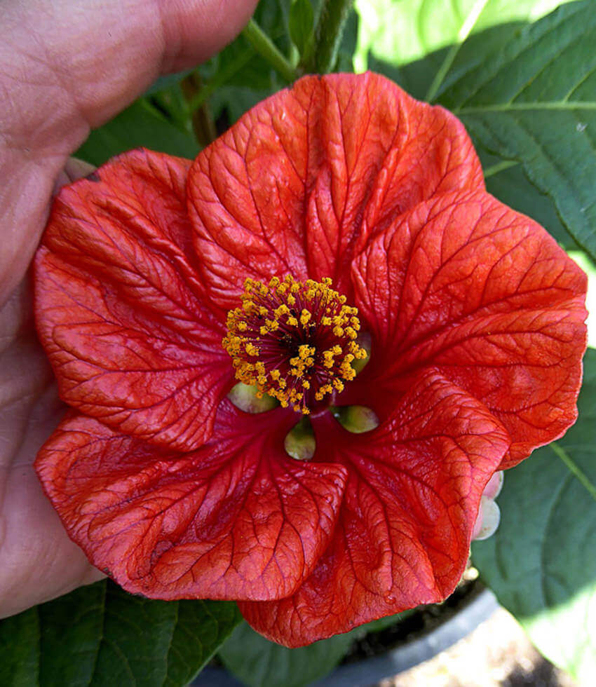 Abutilon David's Red flowers