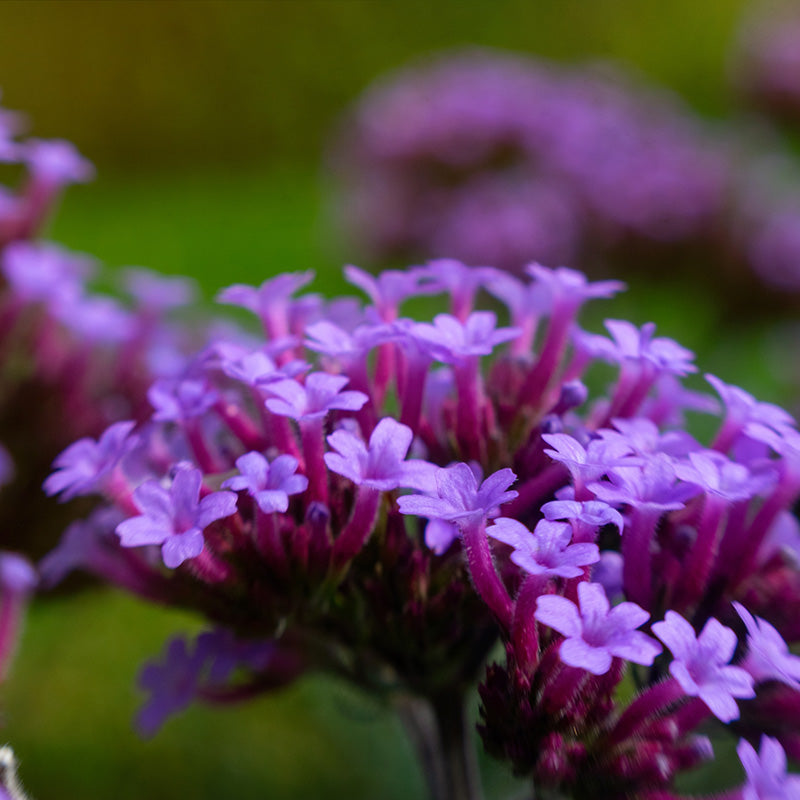 Salvia - Sage
