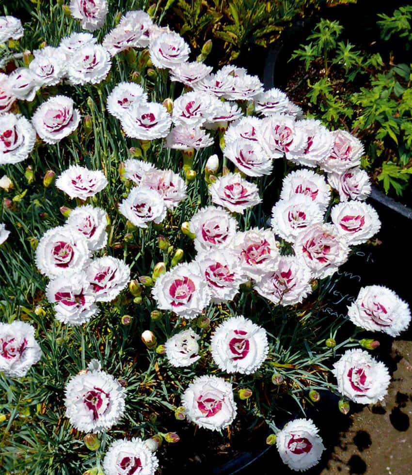 Beginner's Easy-to-Grow