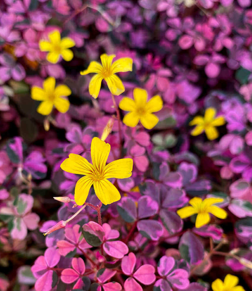 Oxalis - Wood Sorrel