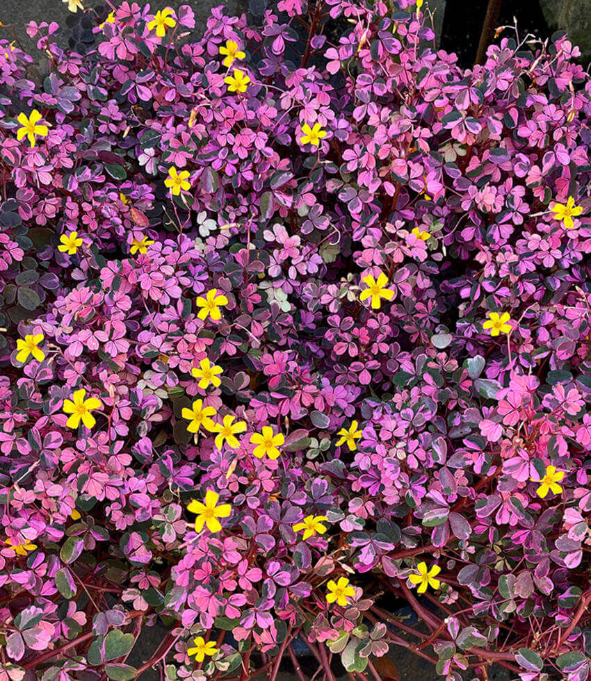 Best Selling Annuals