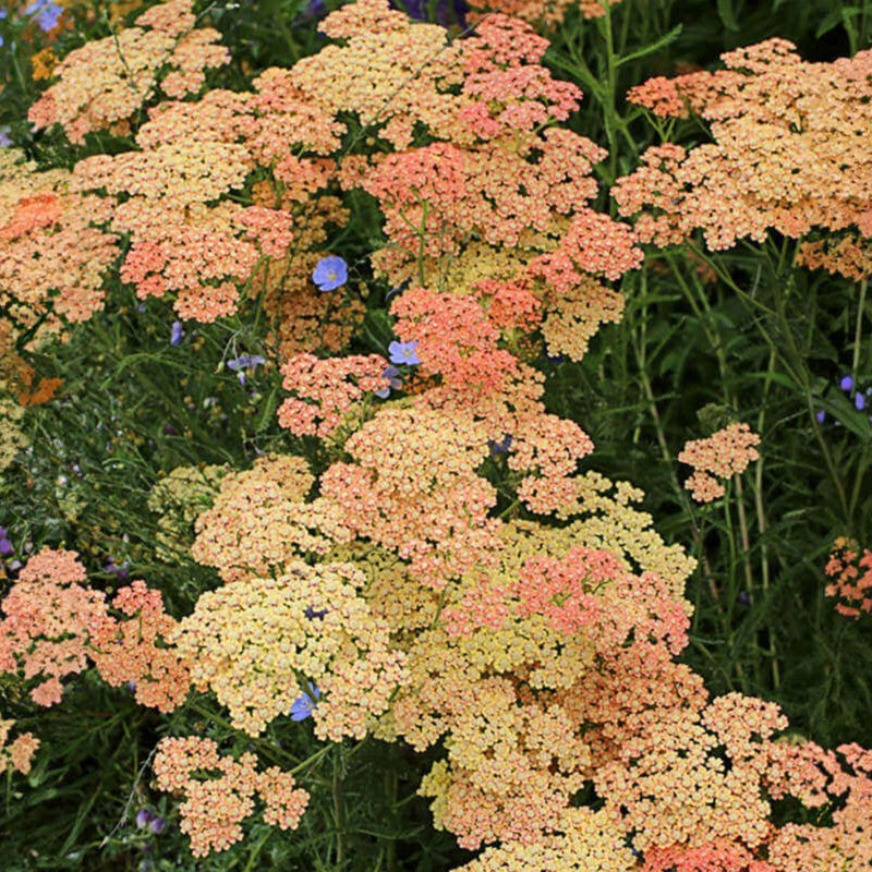 Achillea - Common Yarrow