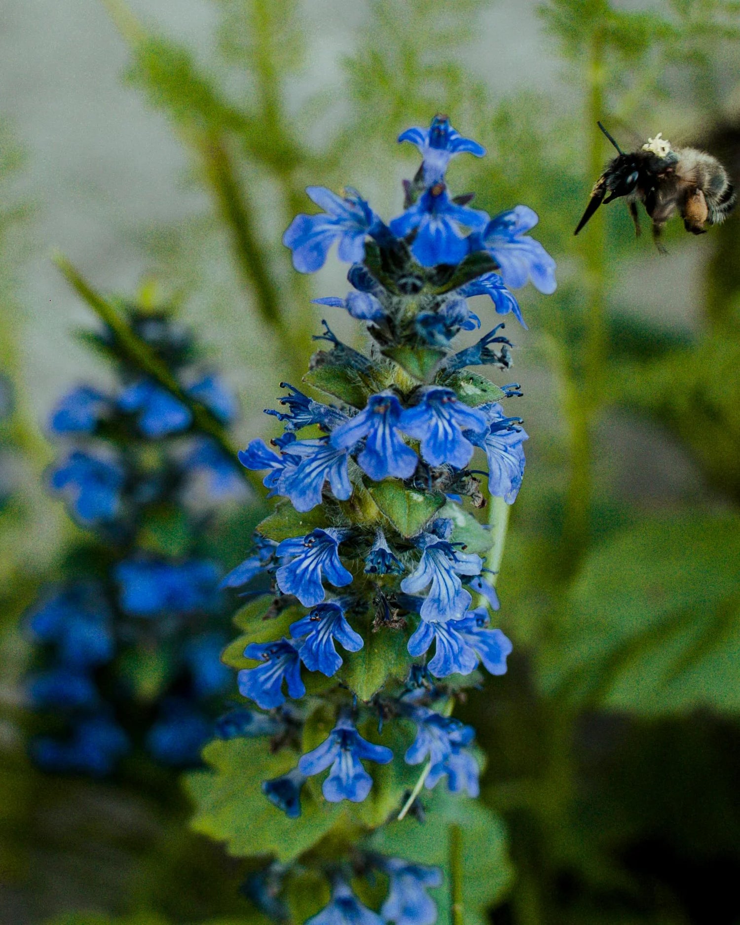 Ajuga - Bugleweed - with Bee visitor