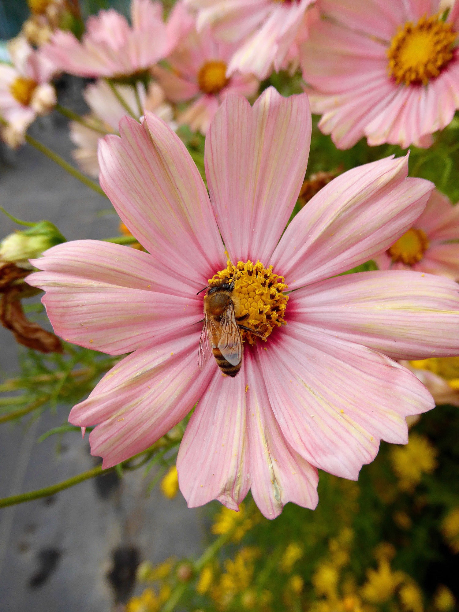 Annuals Good for Pollinators & Wildlife