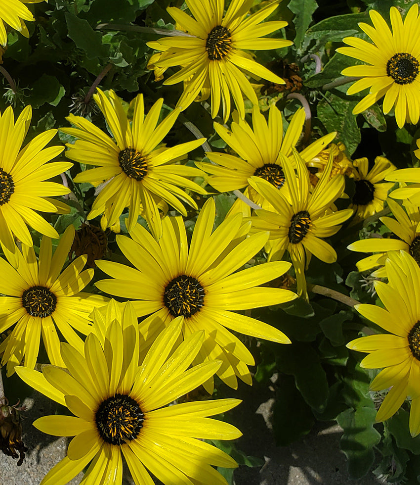 Arctotis - African Daisies