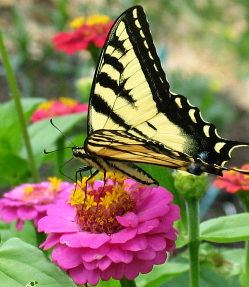 Attracts Butterflies