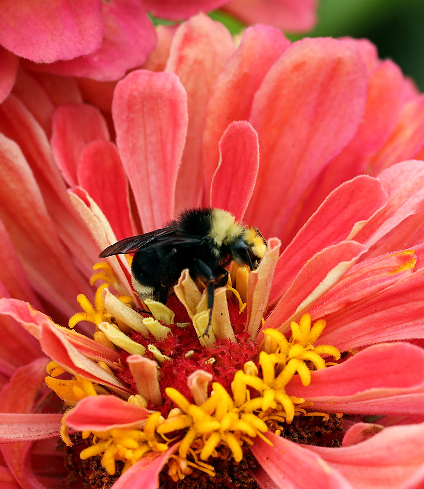 Attracts Bees / Bee Plants