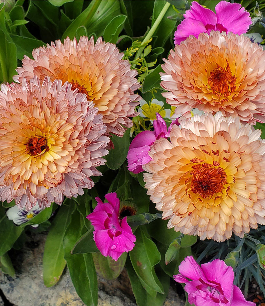 Calendula