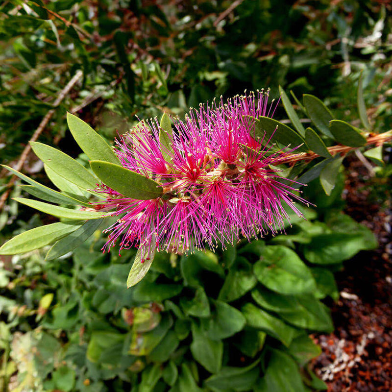 Deer Resistant Shrubs & Trees