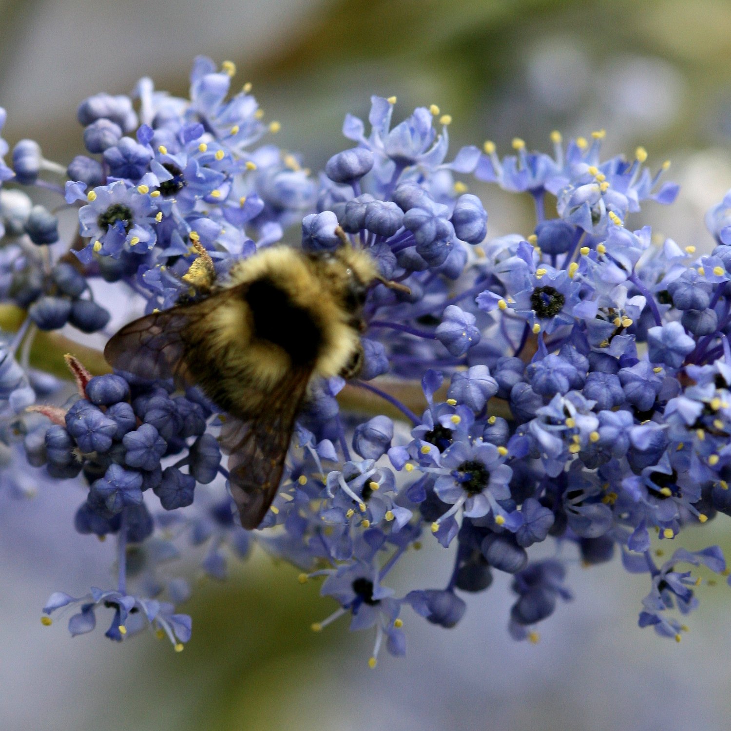 Shrubs & Trees for Pollinators & Wildlife