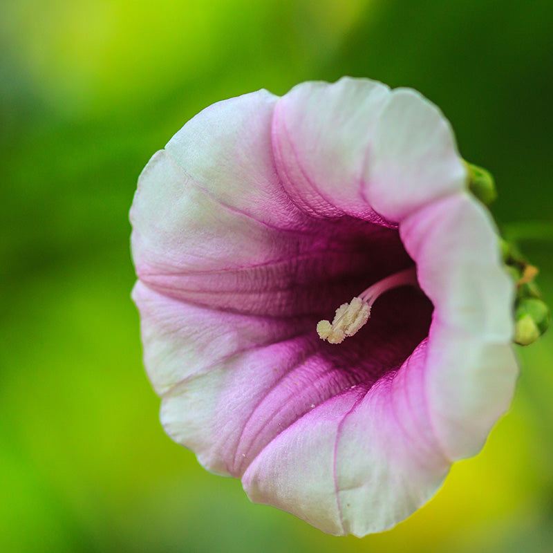 Vines Good for Pollinators & Wildlife