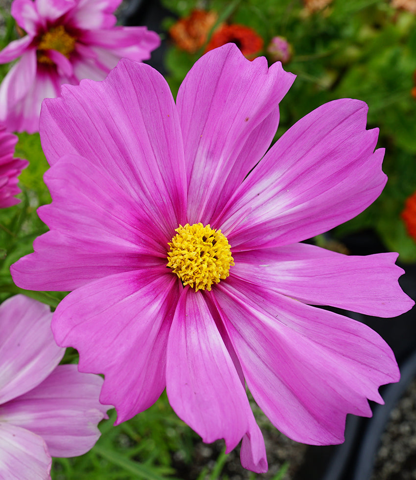 Cosmos - Mexican Aster
