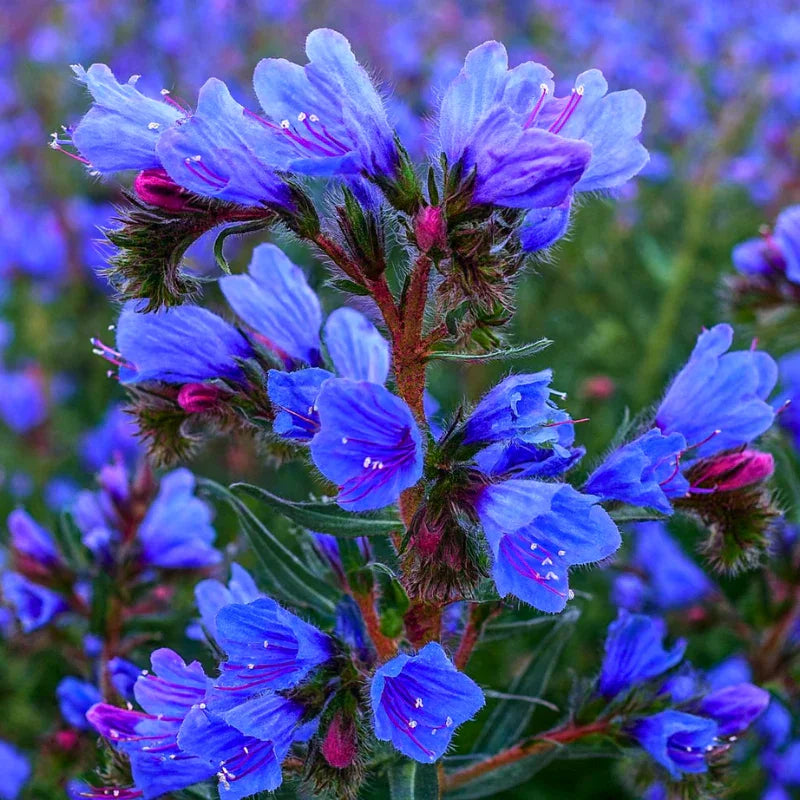 Annie's Deer Resistant Collection - GROW