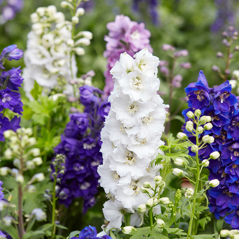 New Perennials & Biennials for 2026 - GROW