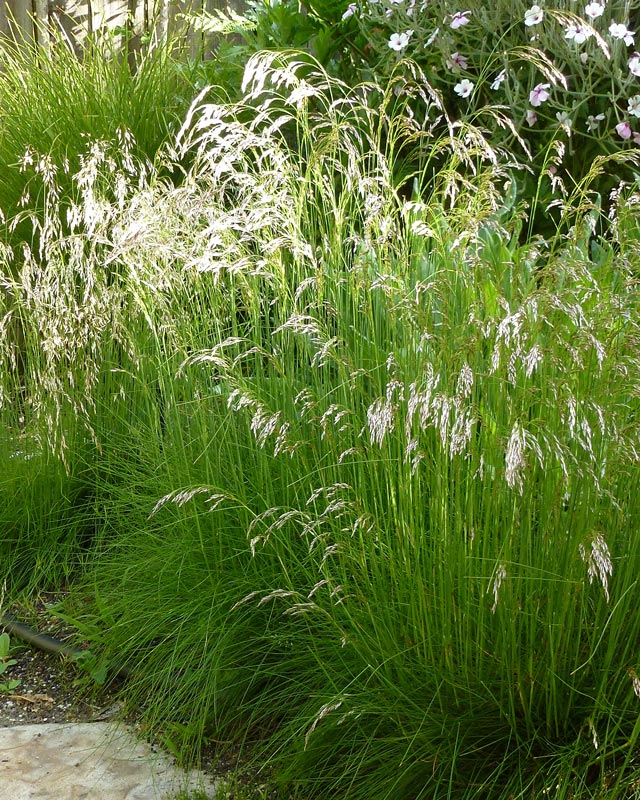 Deschampsia