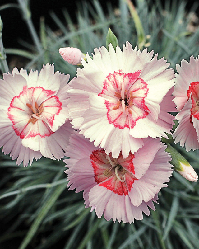 Dianthus - Carnation