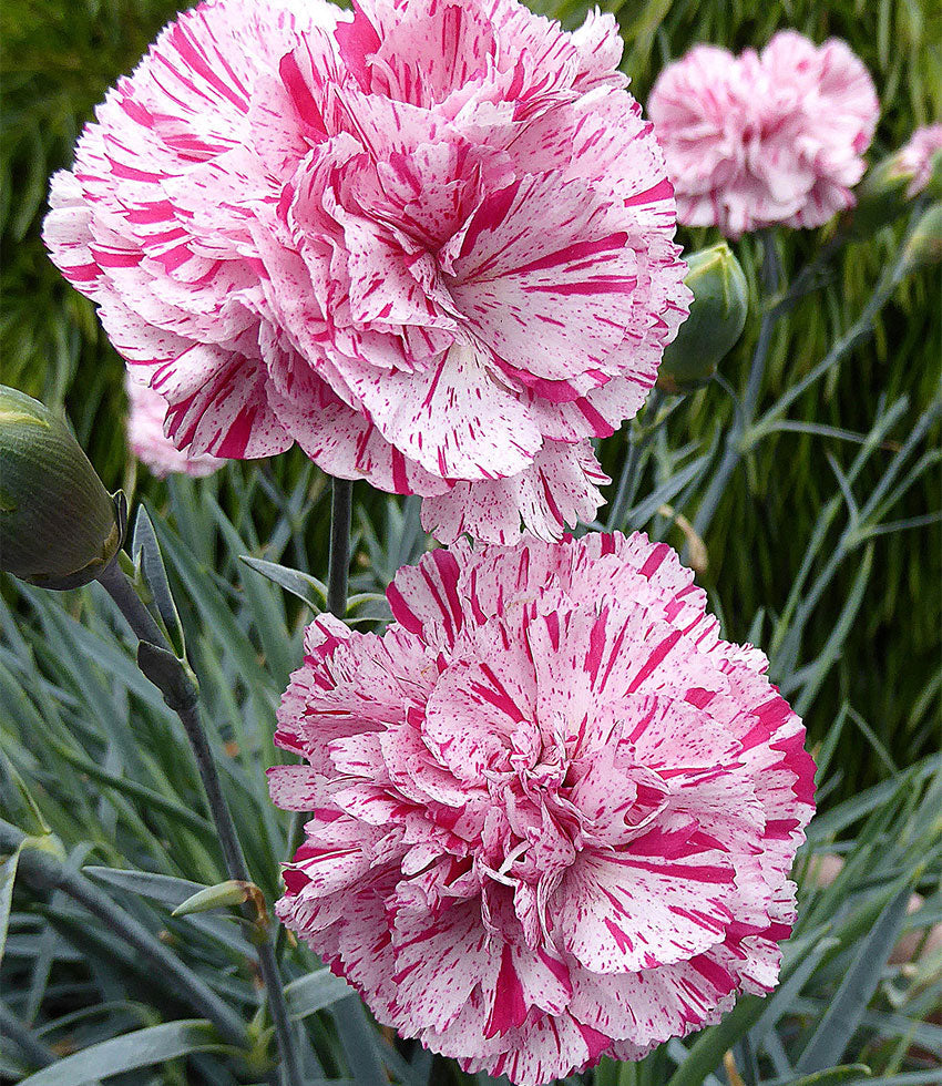 Clay Tolerant Carnations