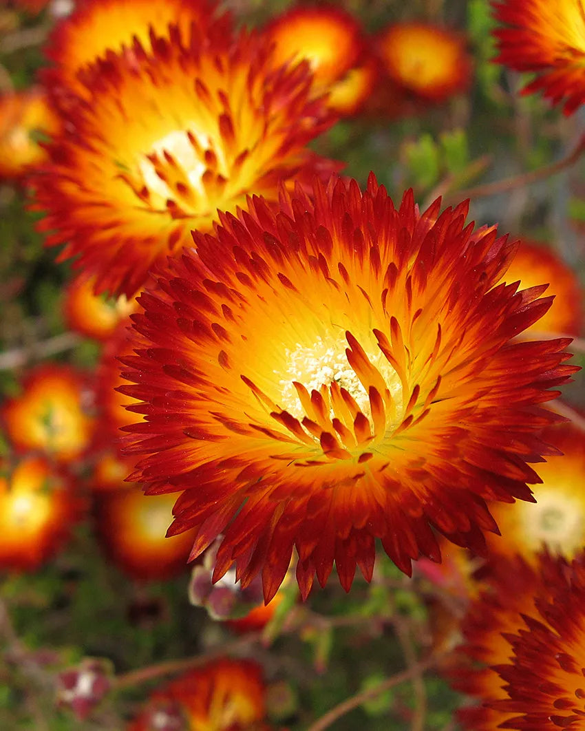 Drosanthemum