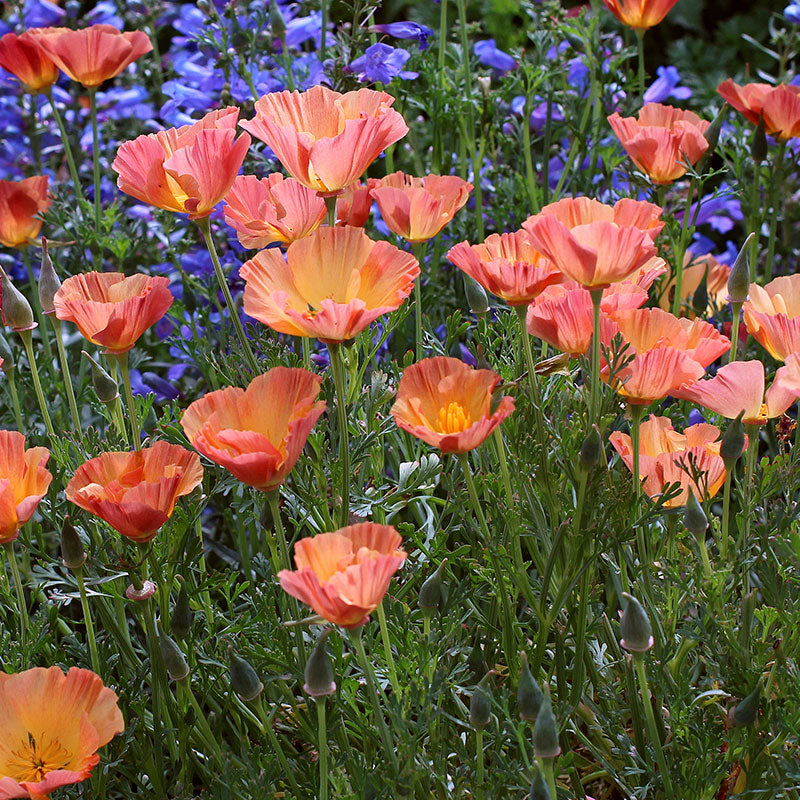 Eschscholzia - California Poppy