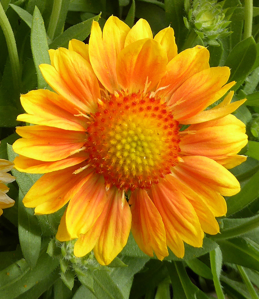 Hot & Humid Climates