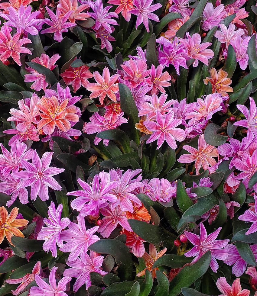 Lewisia - Cliff Maid
