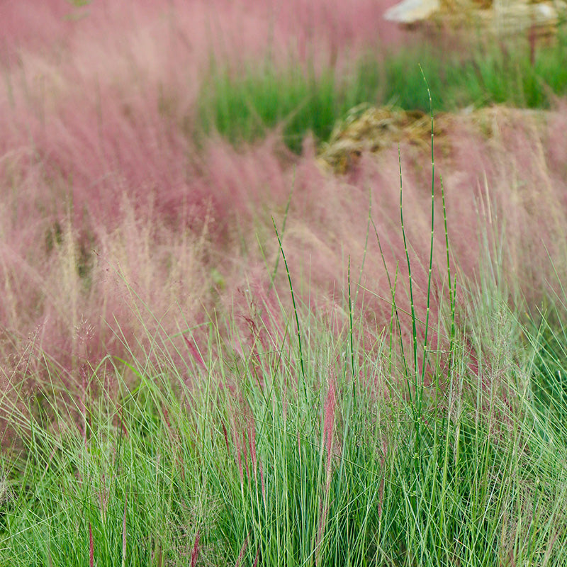 New Grass and Foliage for 2026