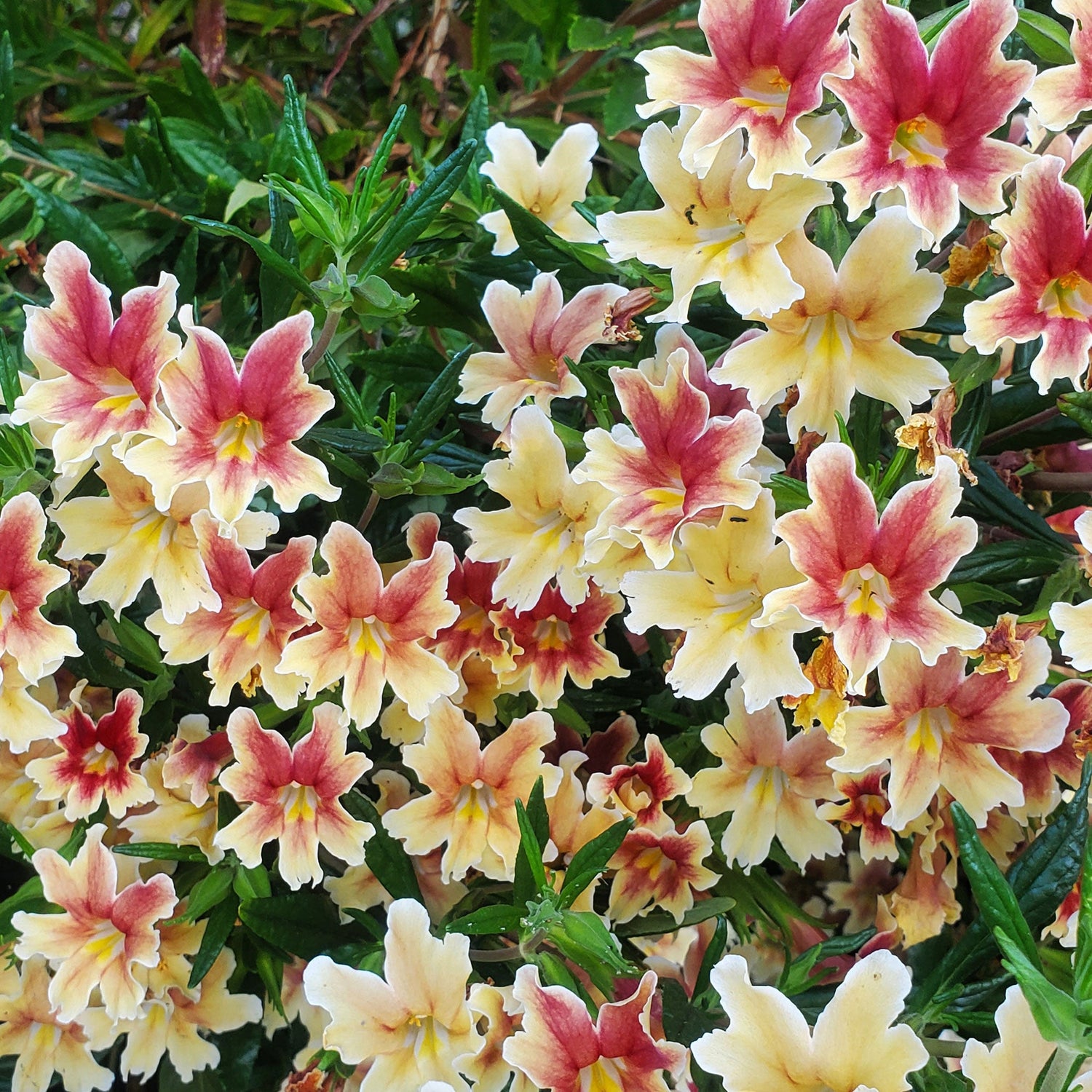 Drought Tolerant Perennials