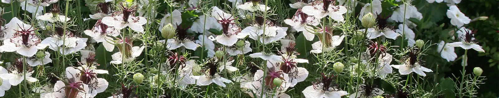 White love-in-a-mist flowers for the Annie’s garden tools, gifts and guides collection