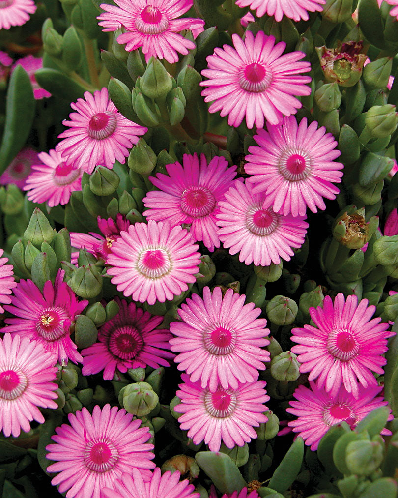 Oscularia