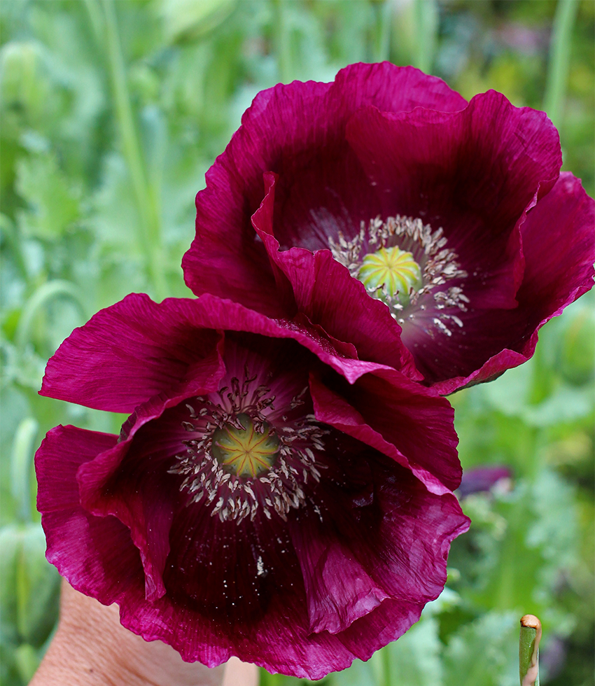 Papaver - Poppies