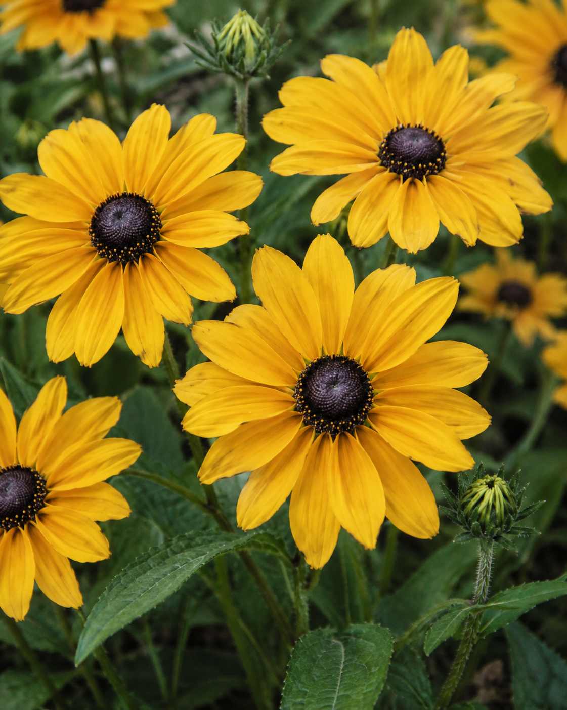 Golden Rudbeckia Black-Eyed Susan flowers