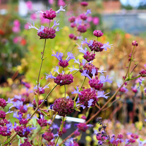 Hummingbird Favorites