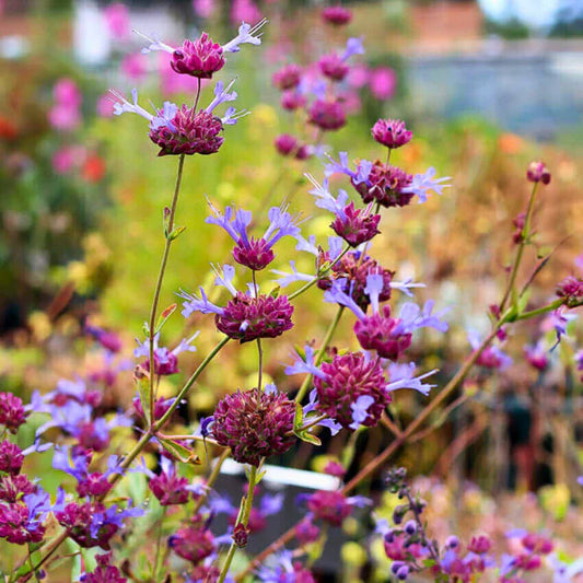 Hummingbird Favorites