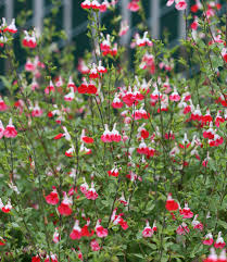 Container Garden Favorites