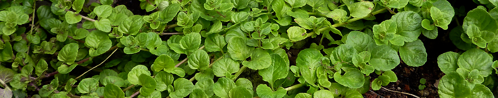 Fresh green yerba buena foliage for the Annie’s plant food and soil health collection