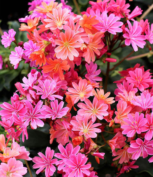 Best Selling Succulents