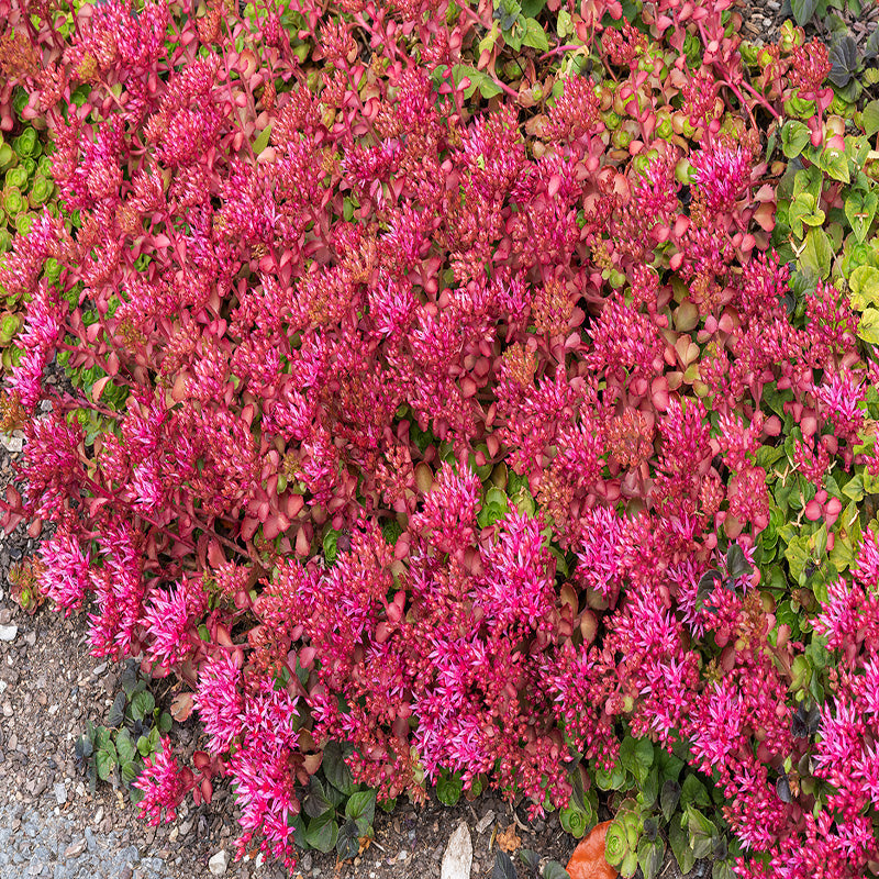 Succulents - Good for Pollinators & Wildlife
