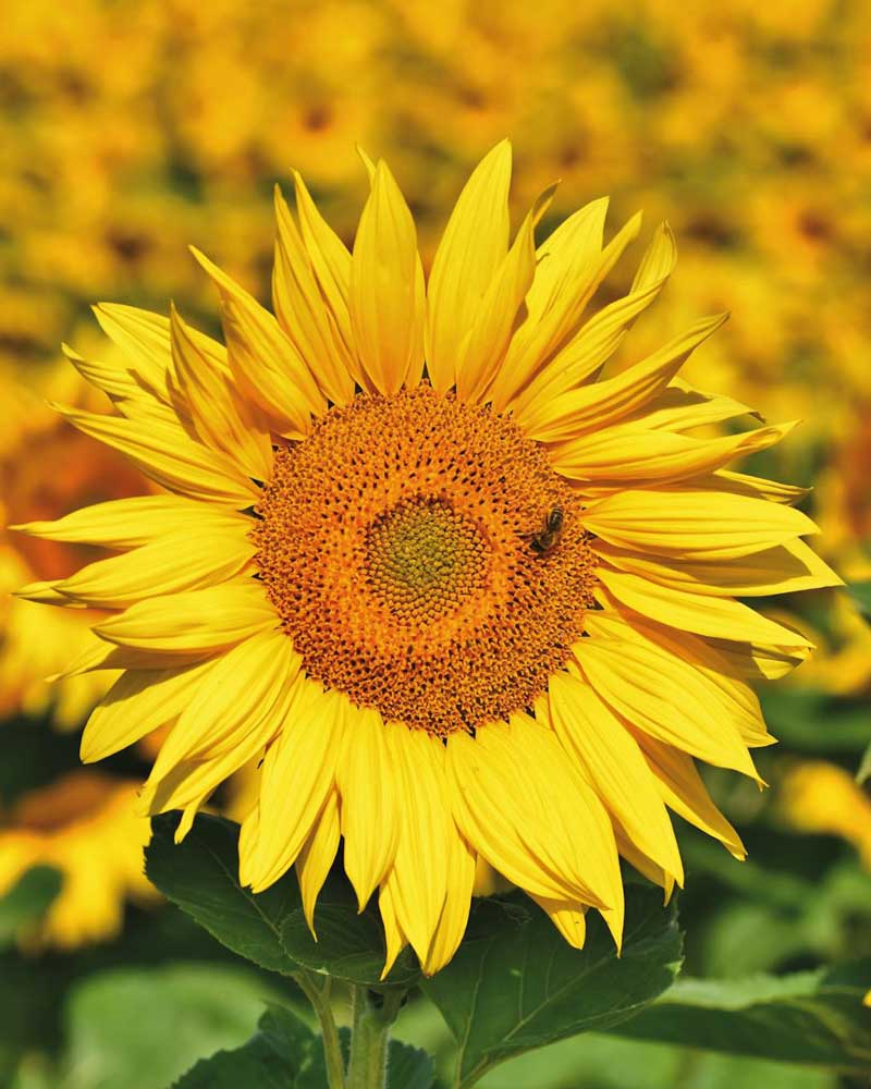 Sunflower