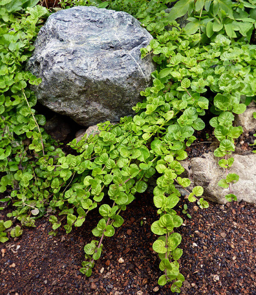 Deer Resistant Grasses & Foliage