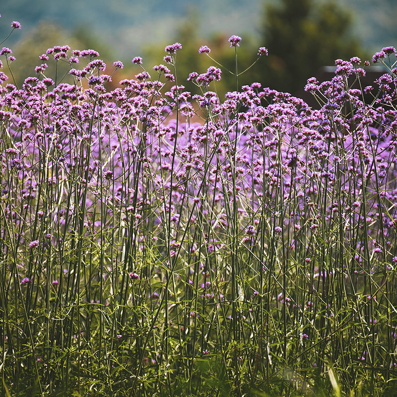 Sale - Annuals