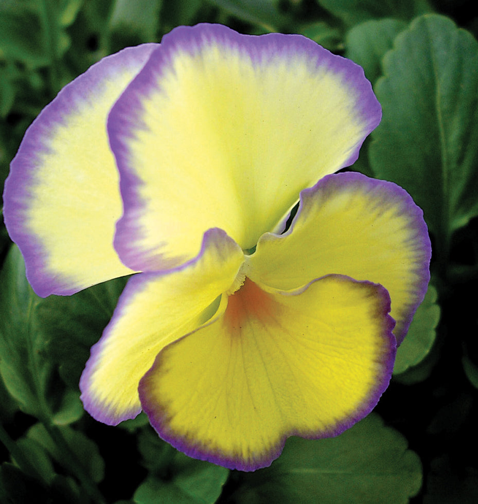 Viola - Pansy (Perennials)