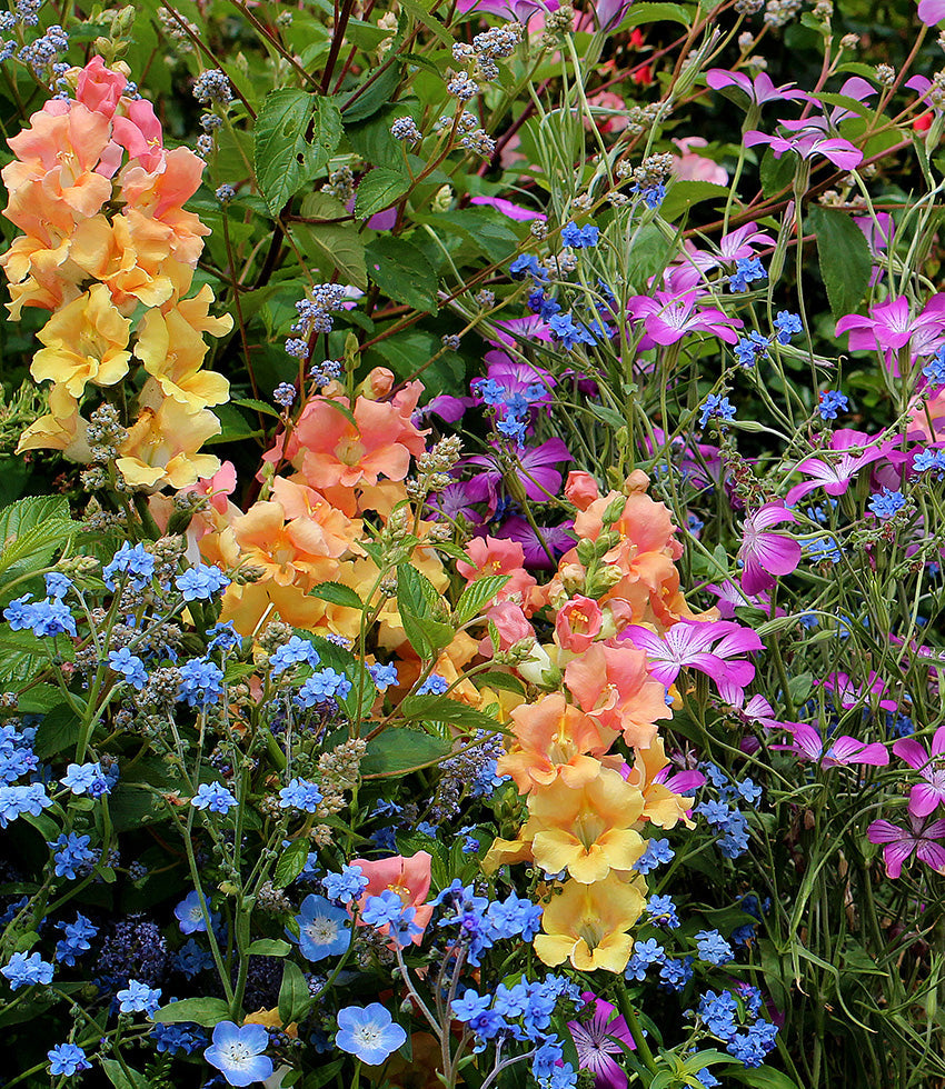 beautiful flower garden